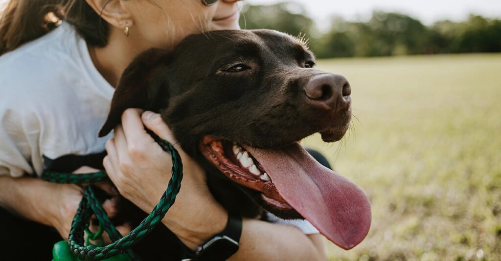 Is a Dog Sitter Liable if a Dog Bites?